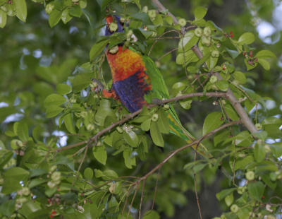 rosella019.jpg