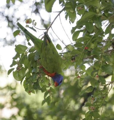 rosella022.jpg
