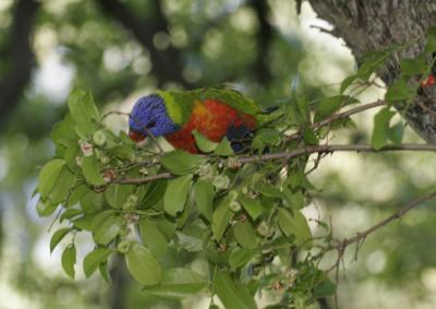 rosella024.jpg