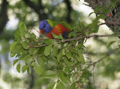 rosella025.jpg