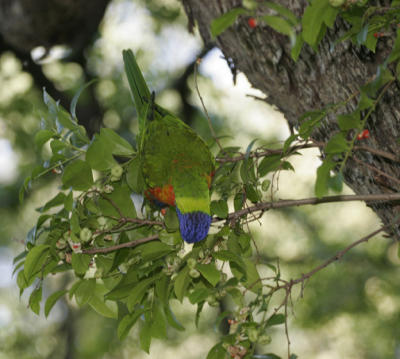 rosella026.jpg
