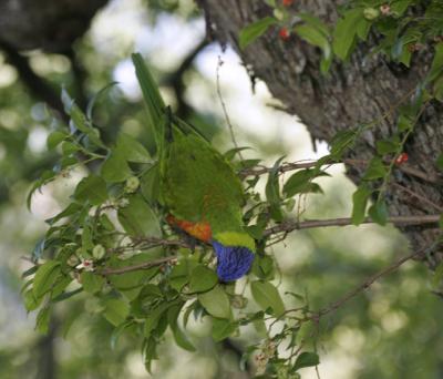 rosella027.jpg