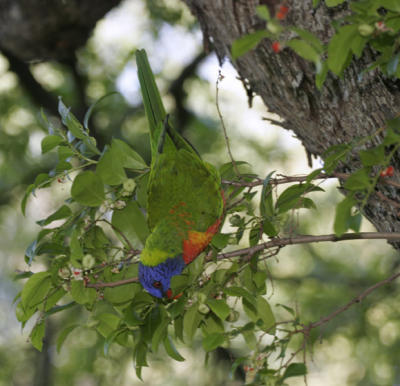 rosella028.jpg