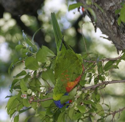 rosella029.jpg