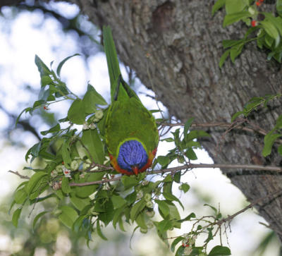 rosella030.jpg