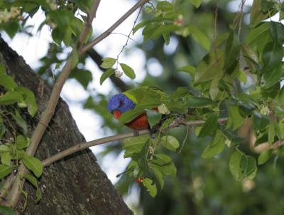 rosella031.jpg