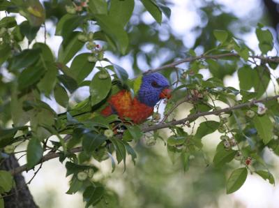rosella032.jpg