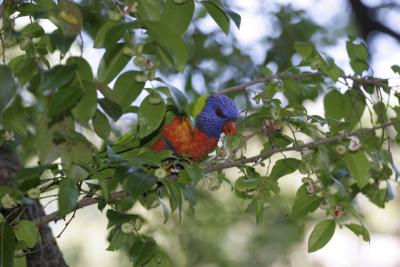 rosella033.jpg