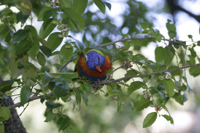 rosella034.jpg