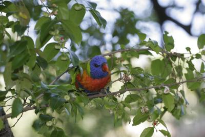 rosella035.jpg
