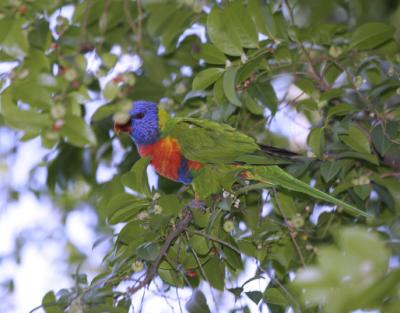 rosella037.jpg