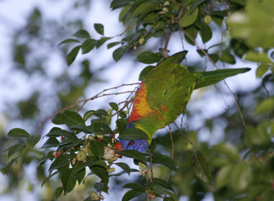 rosella038.jpg