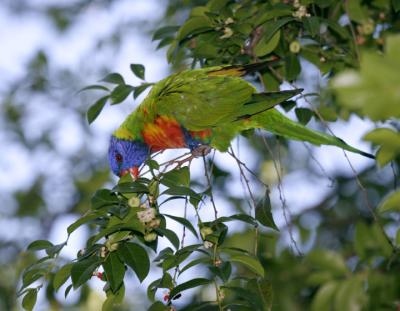 rosella039.jpg