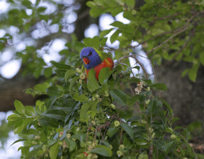 rosella040.jpg