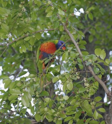 rosella041.jpg