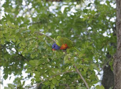 rosella042.jpg