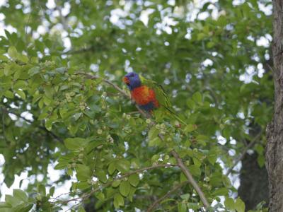 rosella043.jpg