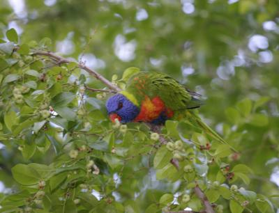 rosella044.jpg