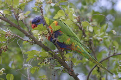 rosella046.jpg