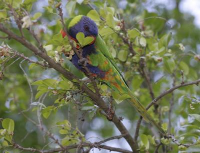 rosella047.jpg