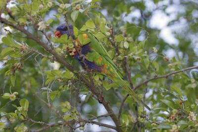 rosella048.jpg