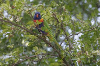 rosella049.jpg