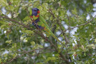 rosella050.jpg
