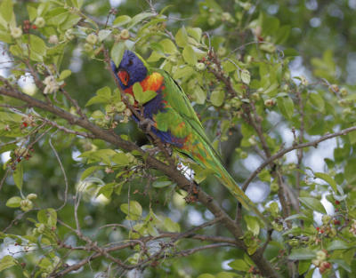 rosella051.jpg