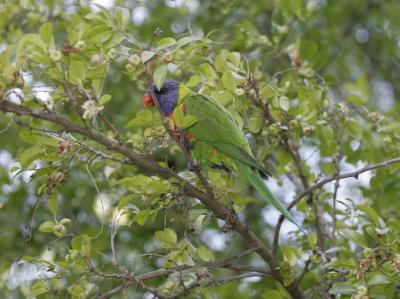 rosella052.jpg