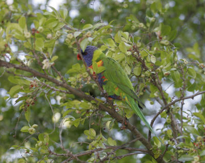 rosella053.jpg