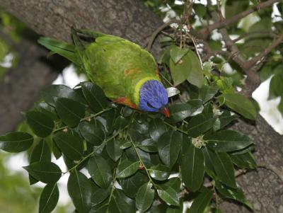 rosella054.jpg