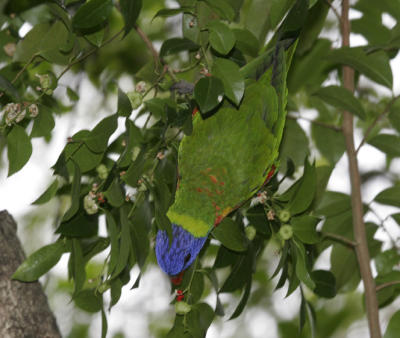rosella055.jpg