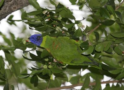 rosella056.jpg