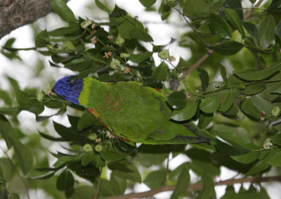 rosella057.jpg