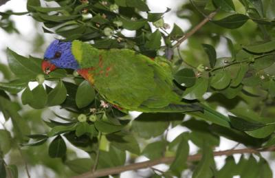rosella058.jpg