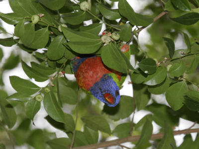 rosella059.jpg