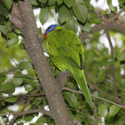 rosella060.jpg