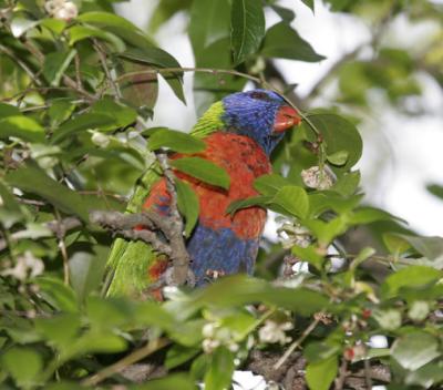 rosella061.jpg