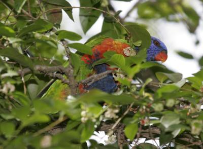 rosella063.jpg