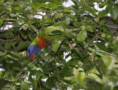 rosella064.jpg