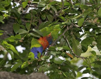 rosella065.jpg