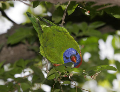 rosella066.jpg