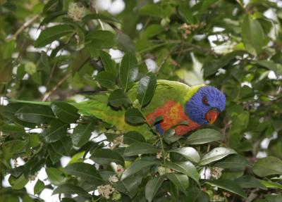 rosella067.jpg