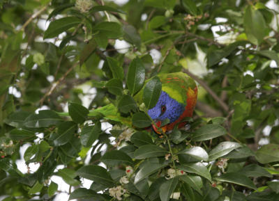 rosella068.jpg