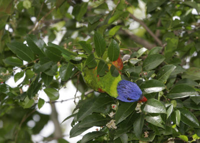 rosella069.jpg