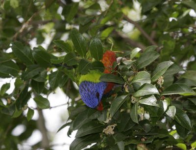 rosella070.jpg