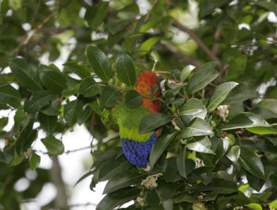 rosella071.jpg