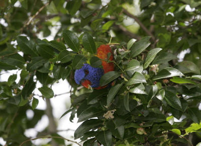 rosella072.jpg