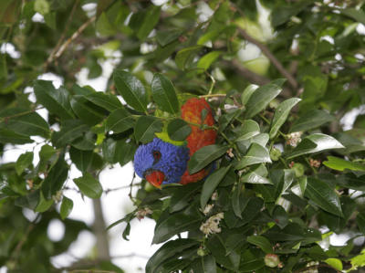 rosella073.jpg