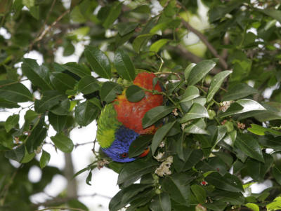 rosella074.jpg